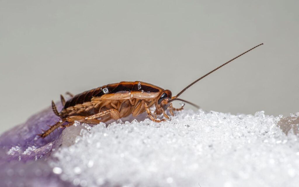 Close-up of a German cockroach, the most common cockroach in Nairobi kitchens