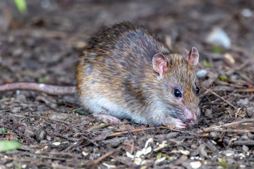 Brown rat, the most common rodent found in Nairobi homes and business premises