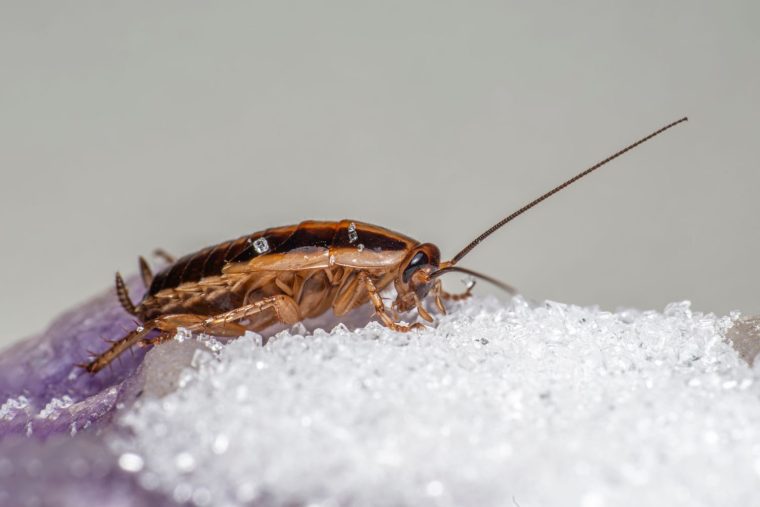 Close-up of a German cockroach, the most common cockroach in Nairobi kitchens
